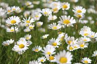Margrieten by By Foto Joukje thumbnail