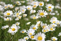 Margrieten