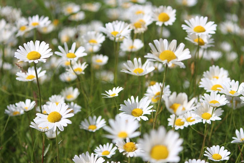Margrieten by By Foto Joukje