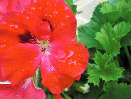 Geranie von Pictures Of Nature