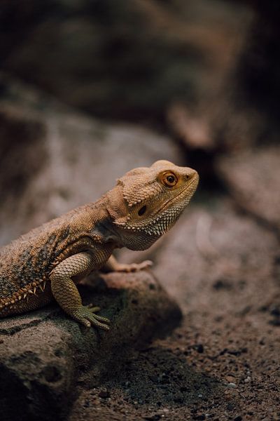 Mystical Bearded Dragon in Natural Light by Dave Adriaanse - Photography