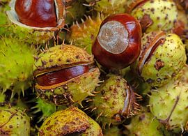 Kastanien von Michael Schuppich