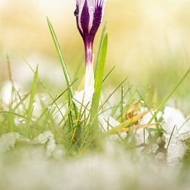 Ready for spring by Eva Bos