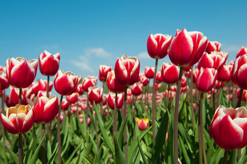 Rot mit weißen Tulpen im Feld von Ivonne Wierink