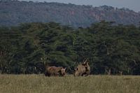 Rhinos