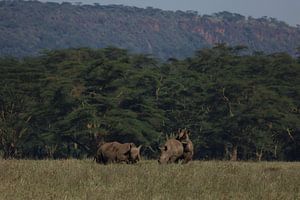 Rhinocéros