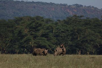 Rhinocéros sur G. van Dijk