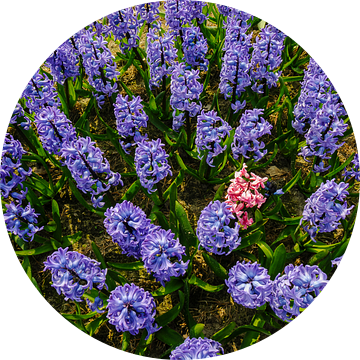 Blauwe hyacinten met een roze verstekeling van Martin Stevens