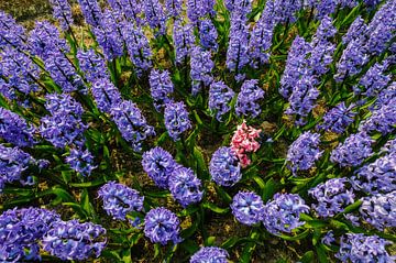 Blauwe hyacinten met een roze verstekeling von Martin Stevens