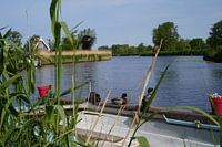Ducks along the waterfront