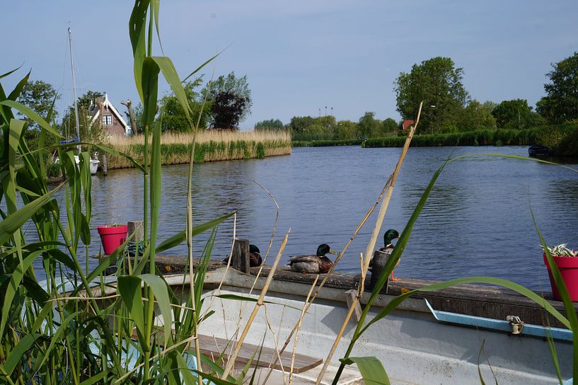 Les canards au bord de l'eau par Martine Overkamp-Hovenga