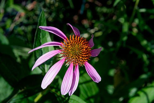 Floraison dans la nature plante vivace de la famille des asters echinacea purpurea