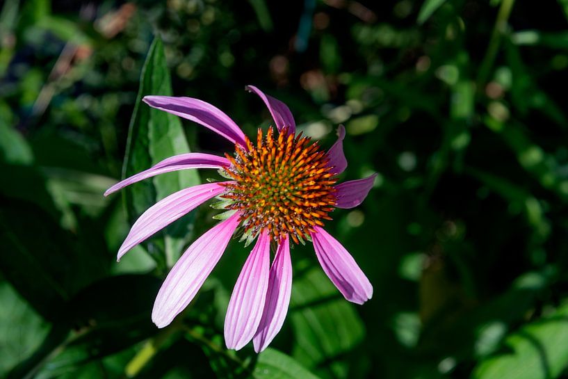 Blüte in der Natur mehrjährige Pflanze aus der Familie der Korbblütler echinacea purpurea von Barbara Merlone