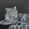 Schneeleopard, Panthera uncia von Helga Pohlen - ThingArt