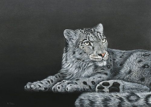 Panthère des neiges, Panthera uncia sur Helga Pohlen - ThingArt