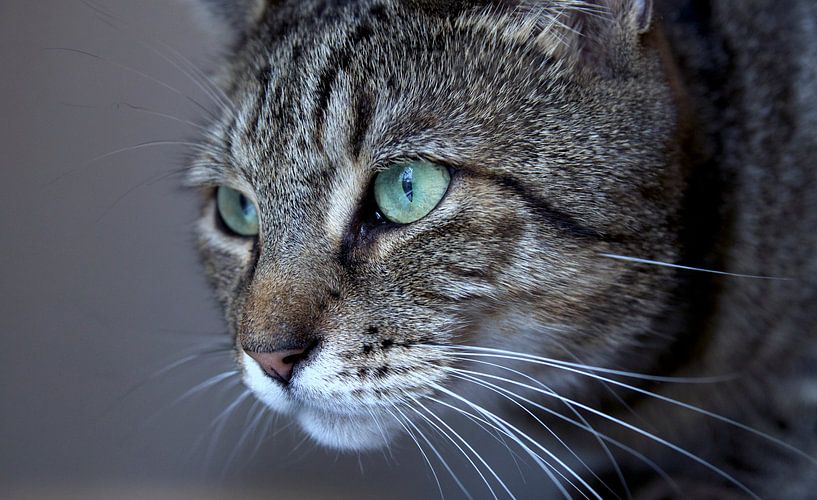 Kat gefixeerd op de prooi van Martin Boerman