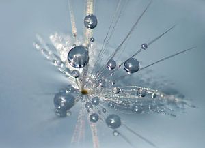 Blaue Reflektionen...