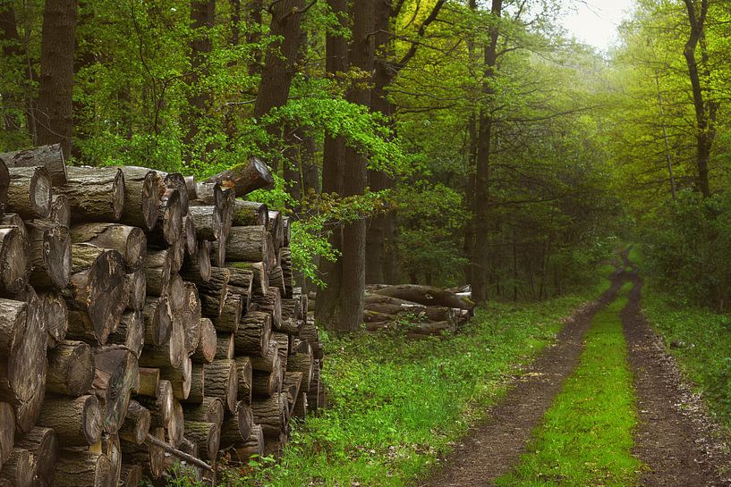 Holzweg von Dieter Beselt