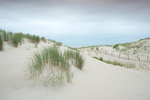 Duinen op de nieuwe "Maasvlakte 2" #4793