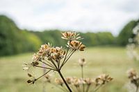 La nature de la forêt d'Amsterdam