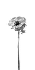 Anemone coronaria | bright design by Melanie Viola