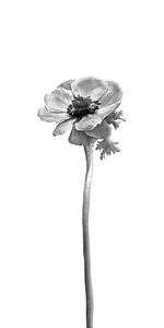 Kronen-Anemone | helles Design