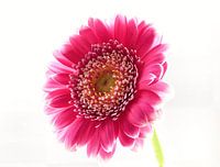 Gerbera