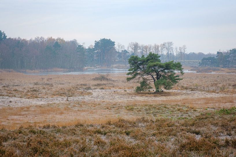 Pine tree on the Teut by Johan Vanbockryck