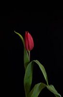 La tulipe dansante : une superbe œuvre d'art sur fond noir
