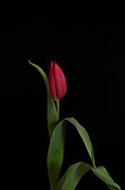 The Dancing Tulip: A Superb Work of Art on Black by Sandra houben