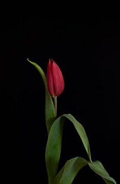 The Dancing Tulip: A Superb Work of Art on Black by Sandra houben