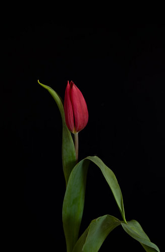 The Dancing Tulip: A Superb Work of Art on Black