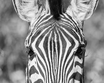 Strichcode