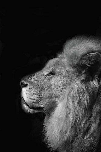 Le roi fier sur Ellinor Creation