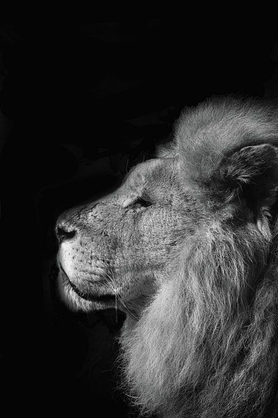 Der stolze König von Ellinor Creation