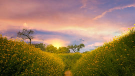 Evening glow over the yellow rapeseed fields. by Z6Focus