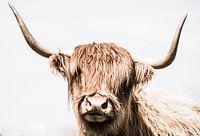 Scottisch cow