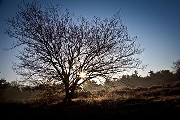 Die Morgensonne auf der Oirschotse Heide