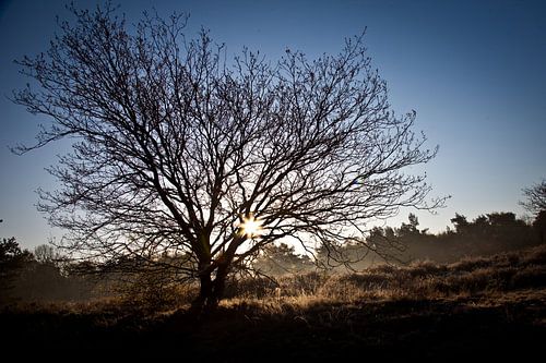 Le soleil du matin sur le Oirschotse Heide