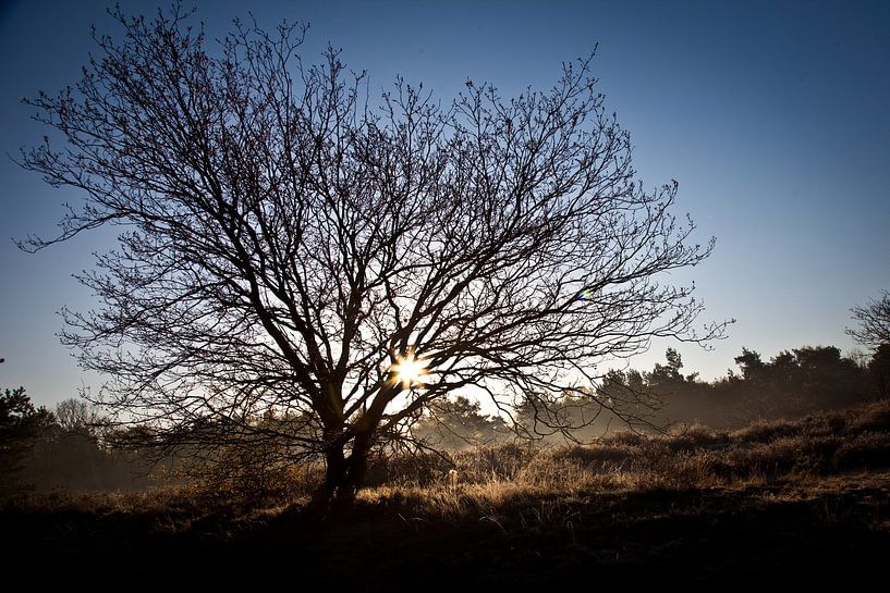 The morning sun on the Oirschotse Heide by Albert-Jan Verhees