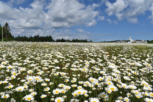 A daisy field under a cloudy sky