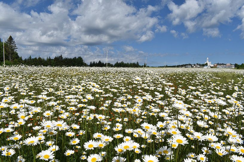 A daisy field under a cloudy sky by Claude Laprise