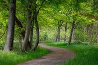 Betoverende Boswandeling - Een Magisch Beeld van Nederlandse Natuur van Henno Drop thumbnail