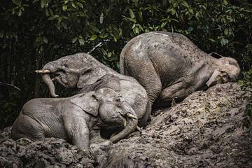 Borneodwergolifanten van Daniël Schonewille