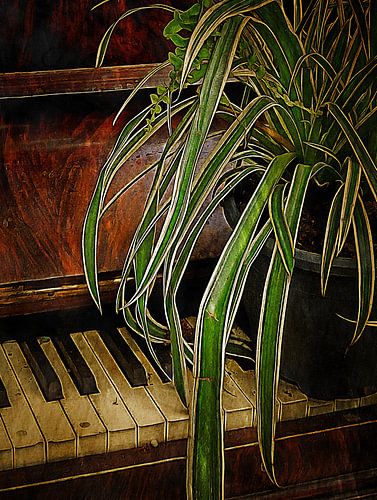 Bagatelle voor spinnenplant