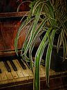 Bagatelle For Spider Plant by Dorothy Berry-Lound thumbnail