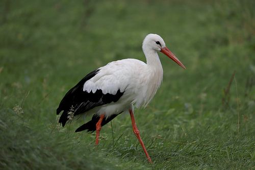 Stork