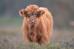 Veau écossais Highlander sur Dennis Bresser