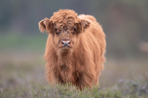 Schottisches Highlander-Kalb