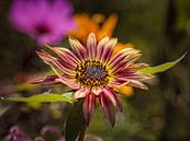 Sonnenblume von Rob Boon Miniaturansicht